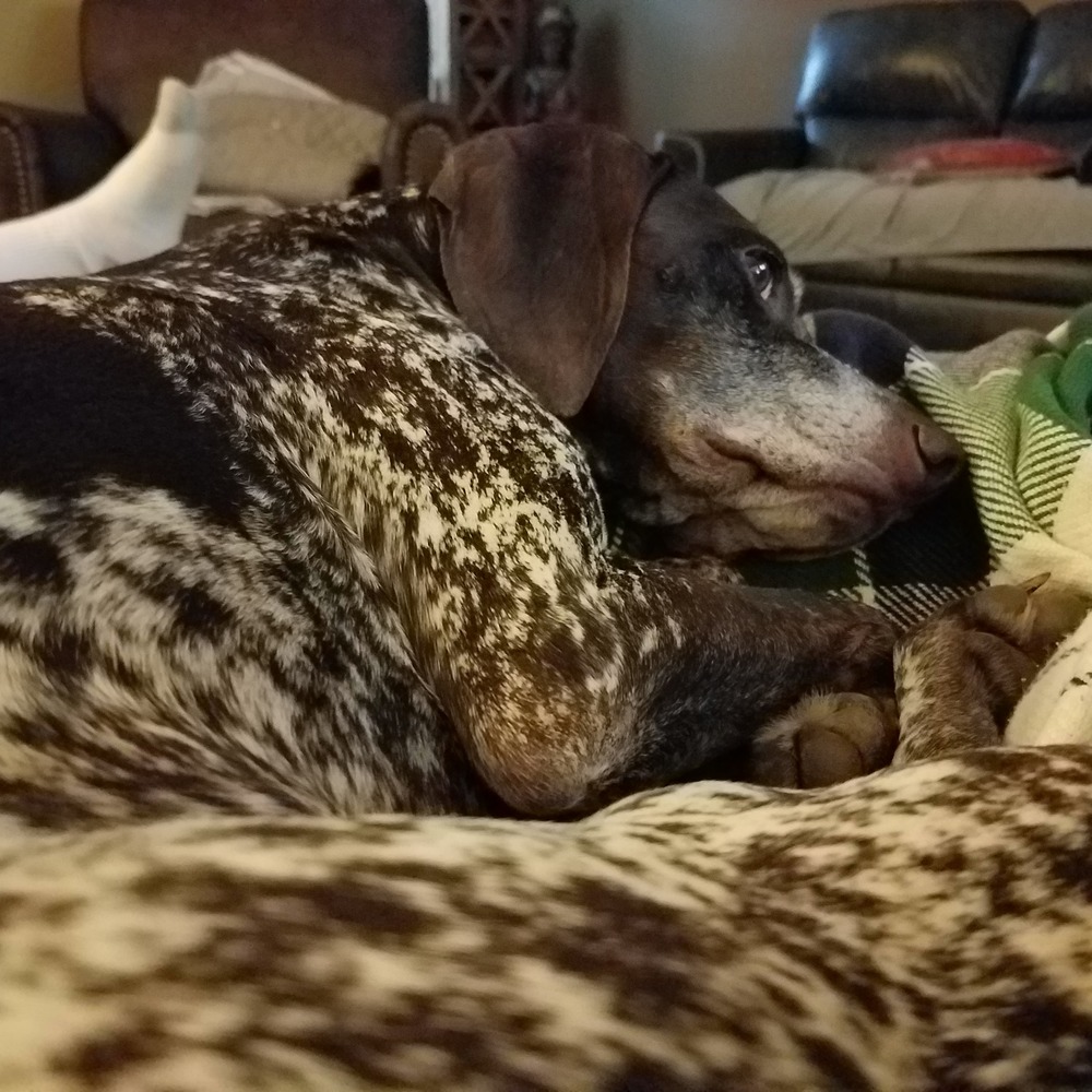 Meet your Posher, Dawn